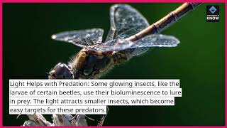 Top 10 Fun Facts About Insects That Glow [upl. by Yemiaj232]