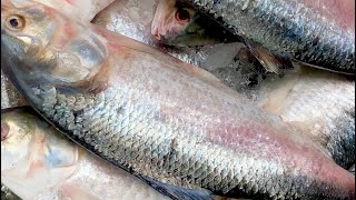 Hilsa fish is being caught in droves but the price is skyrocketing Coxs Bazar Fishery Ghat [upl. by Eob]