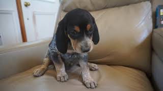 Bluetick coonhound mix male [upl. by Etteyafal582]