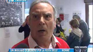 07032015  UN MIGLIAIO DI MIMOSE PER LA FESTA DELLE … NONNE [upl. by Katsuyama]