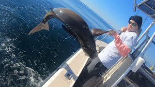 EPIC Day Offshore fishing  COBIA SPECIAL Jacksonville fl [upl. by Narib873]