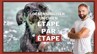 Chien peureux  comment le désensibiliser étape par étape [upl. by Philbert927]