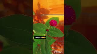 comment flower name🥰viraltrending youtubeshorts viralvideo ytshorts flowers trending [upl. by Annissa]