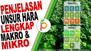 UNSUR HARA MAKRO DAN MIKRO LENGKAP  NITROGEN FOSFAT KALIUM BORON KALSIUM SULFUR ZINK SILIKA [upl. by Alocin]