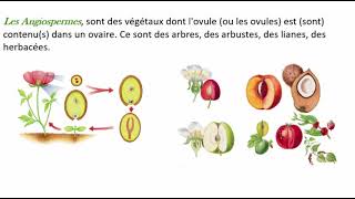 La différence entre Gymnosperme et Angiosperme  En bref [upl. by Ramar]