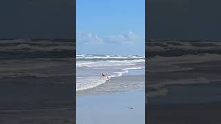 New Smyrna Beach calmdown music love florida [upl. by Lynnette466]