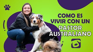 🤩 ¿Cómo es VIVIR con un AUSSIE o PASTOR OVEJERO AUSTRALIANO  🤩 [upl. by Addia]