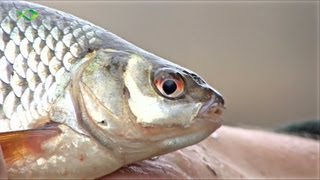 Friedfischangeln im Winter  Mit der Bolorute zum Fisch [upl. by Handy]