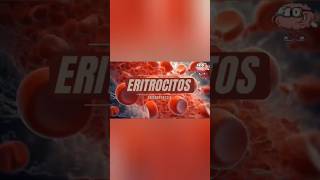 Los eritrocitosGlóbulos rojos [upl. by Modeste368]