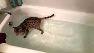 F2 Savannah Cat Going Swimming [upl. by Lucilia]