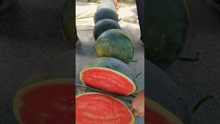 Triploid seedless watermelon Lycra red seedless Black skin and red flesh watermelon fruit [upl. by Aij]