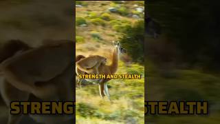 Cougar Vs Guanaco The Struggle For Survival animals cougars shorts [upl. by Harim384]