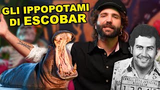 Gli ippopotami di Pablo Escobar [upl. by Bud]