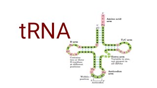 tRNA  Structure and function Genetics  Molecular biology  BSc lifescience genetics [upl. by Llerdna]