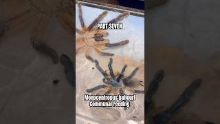 PART SEVEN  Monocentropus balfouri communal feeding tarantulafeeding spider [upl. by Mallina]