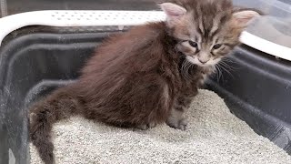 How to Litter Train a Kitten  In Just 2 Steps [upl. by Jeane]