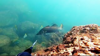 spearfishing in goa Quest for barramundi [upl. by Htenaj]