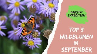 Top 5 Wildblumen im September  Naturgarten  Gartenexpedition naturgarten [upl. by Atnauq]