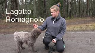 Lagotto [upl. by Ahsyt]