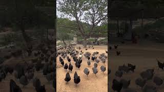 Chased by Army of Chicken [upl. by Inahet]