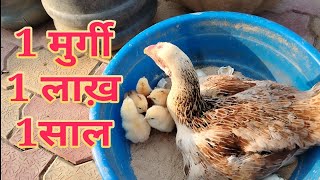 Deshi Murgi Palan एक असील मुर्गी से एक साल में एक लाख की कमाई🐤🐔🐔🐔🐔🐓 [upl. by Nocam]