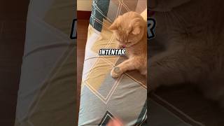 🐱 ¡El Gatito Intenta Repetir el Truco de Su Dueño ✨ [upl. by Pederson966]