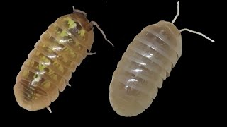 Comparing Armadillidium vulgare T and T Albino [upl. by Leiad]