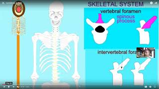 evolution of the vertebrate vertebral column amp thorax [upl. by Hull431]