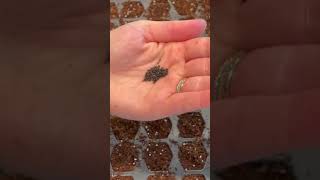 Planting Lavender Seeds shorts [upl. by Mccormac94]