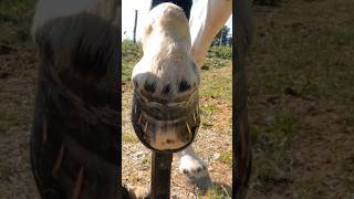 WellShod 🔨 music rock song horsebackriding farrier hoofcare [upl. by Cavan]