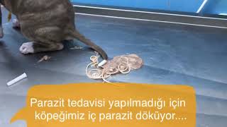 Kedi ve Köpeklere iç parazit tedavisi yapılmaz ise ne olur [upl. by Ivel267]