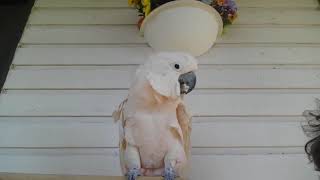 Pebble the Funny Cockatoo TURN ON SUBTITLES click CC on bottom of screen FOR INTERPRETATION [upl. by Asher750]