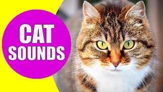 CAT MEOWING SOUNDS  Realistic Cat Sounds and Noises with Videos [upl. by Gylys]