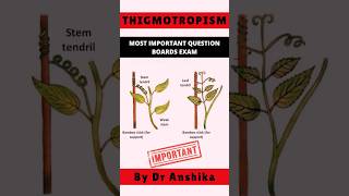 Thigmotropism Explained The Science Behind TouchInduced Plant Movements 🌱 [upl. by Alema]