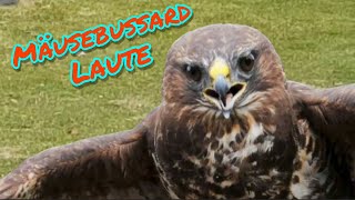 Mäusebussard Laute LoveNature Buteobuteo tierlaute [upl. by Ayerim]