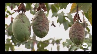 Agricultura La curuba una fruta exótica muy apetecida en Colombia  La Finca de Hoy [upl. by Maller391]