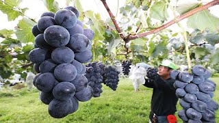 Colorful Japanese Grape Garden  Famous and Expensive Grape Harvest  Japanese Grape Farm [upl. by Kilbride]