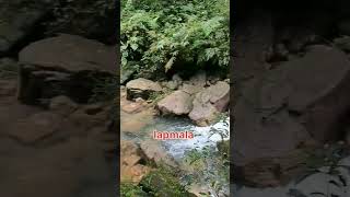 Iapmala East Jaintia Hills Meghalayawaterfallsbeautifulplace [upl. by Romulus]