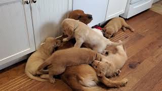 Golden Retriever Dad Babysits Puppies [upl. by Nealey825]