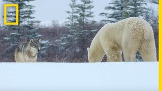 Wolf Pack Takes on a Polar Bear  Ep 1  Wildlife The Big Freeze [upl. by Hasin91]