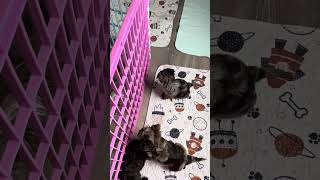 Gracie ‘s litter WW video 4 [upl. by Disario472]