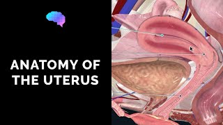 Anatomy of the Uterus  Ovaries  3D Anatomy Tutorial  UKMLA  CPSA [upl. by Marka]