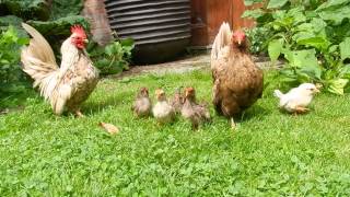 Serama Chicken family baby chicks cute [upl. by Riffle121]