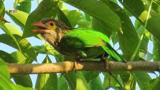 Large Green Barbet Mating call  Original bird sound [upl. by Sion431]