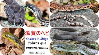 滋賀のヘビ  Cobras que observamos em Shiga [upl. by Sral408]