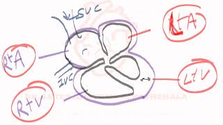 Cardiovascular SystemI – GENERAL ANATOMYHEARTBLOOD VESSELS VEINS AND CLASSIFICATION VALVES [upl. by Nellda]