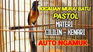 KICAUAN MURAI BATU PASTOL GACOR DOR MATERI CILILIN KENARI AUTO NGAMUK [upl. by Don134]