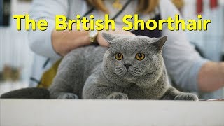 The British Shorthair at a TICA Cat Show [upl. by Hong130]