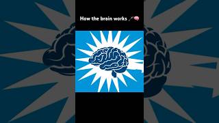 How the brain works 🪄🧠 science neuroscience education [upl. by Enos689]