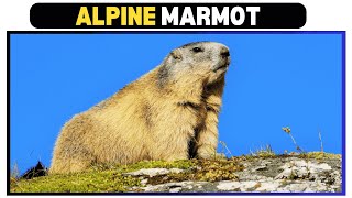 Alpine Marmots The Masterminds of Mountain Survival [upl. by Anaik]